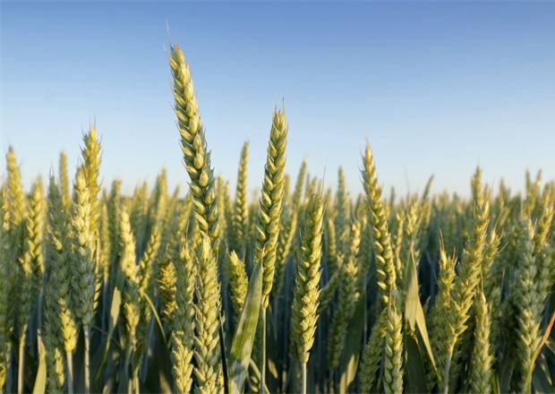 Wheats 2.jpg